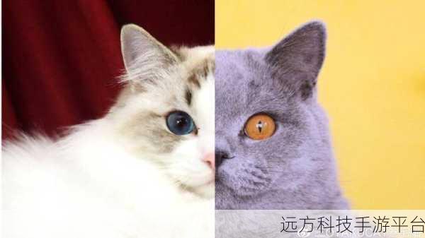 家猫的日常模拟游戏，萌宠生活，由你主宰！