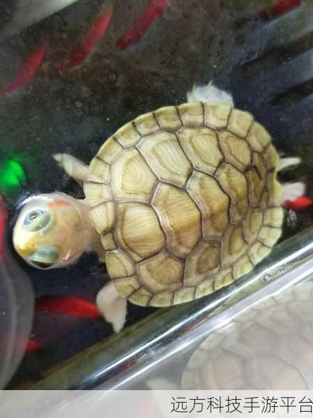 探秘最强变异龟，一款创意无限、乐趣满满的手游新体验