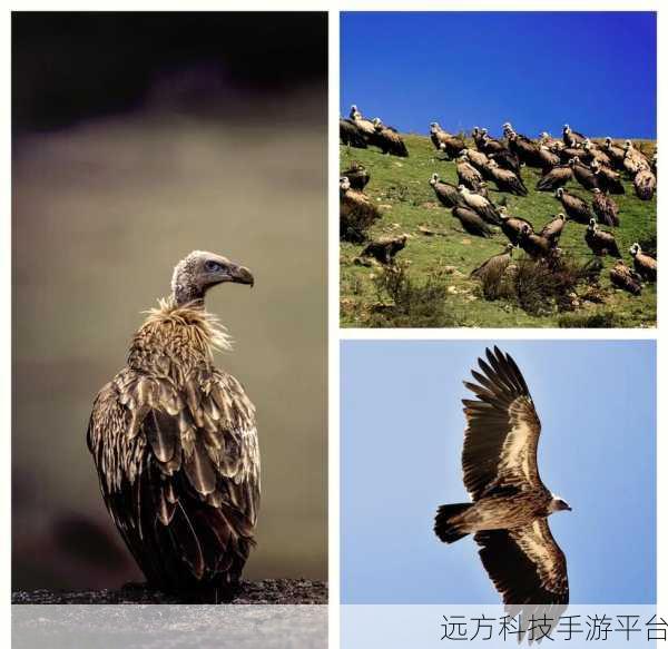 探索以图搜图的奇妙世界,网站与技巧大揭秘