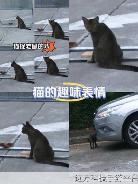 饥饿的猫风靡全网，趣味休闲益智闯关新体验