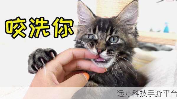 饥饿的猫风靡全网,趣味休闲益智闯关新体验