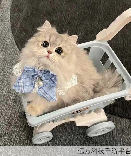 喵喵解压馆,萌猫相伴,轻松解压新选择