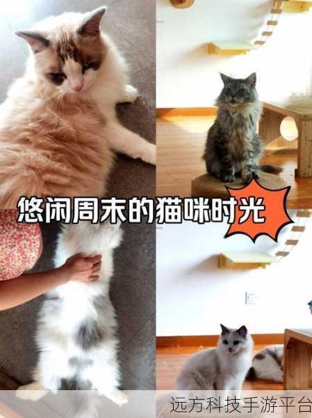 猫居,温馨趣味并存的休闲养成之旅