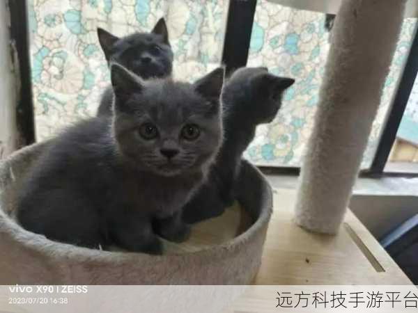 喵趣横生,解忧神器!何以解忧唯有喵等你来撸