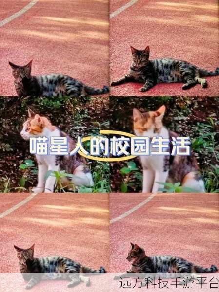 懒猫公司大亨,打造你的喵星人商业帝国