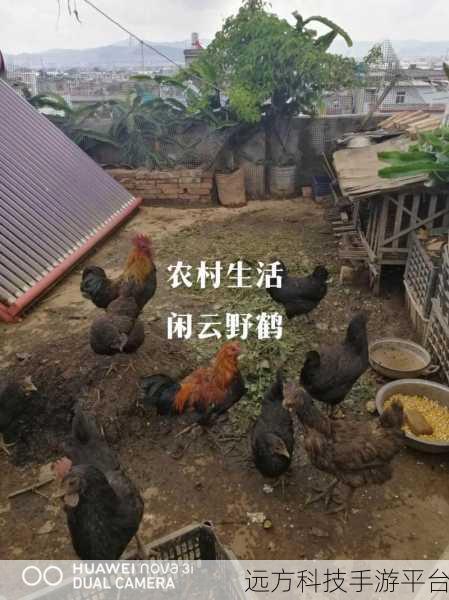 公鸡养殖场，打造你的养鸡帝国，模拟经营新体验
