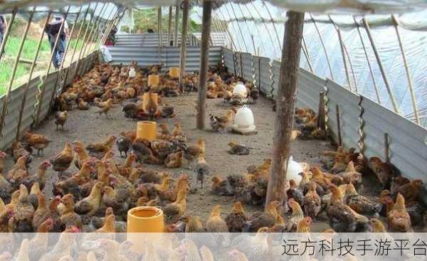 公鸡养殖场,打造你的养鸡帝国,模拟经营新体验