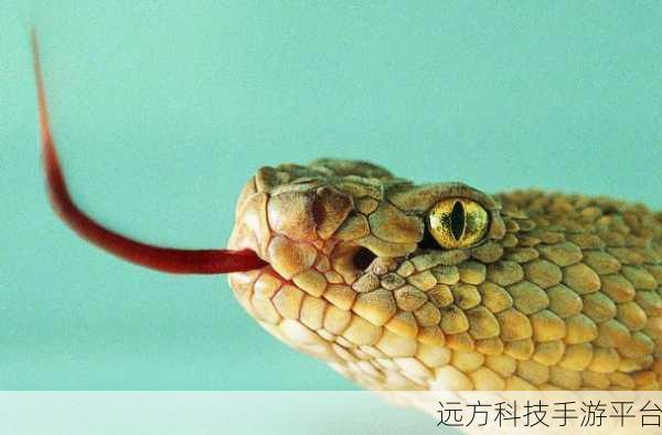探秘孤独之旅,孤独的蛇休闲益智新体验