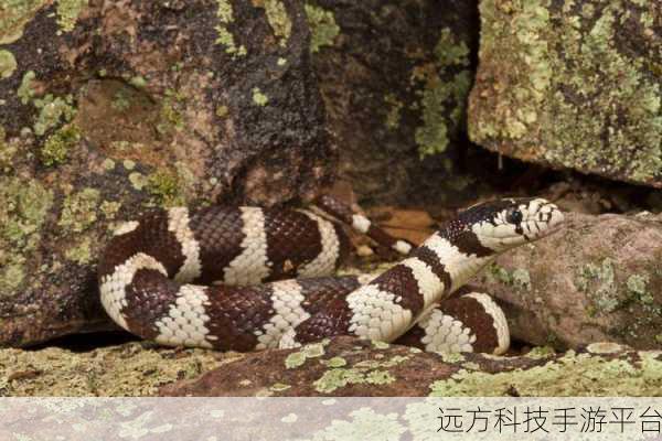探秘孤独之旅,孤独的蛇休闲益智新体验