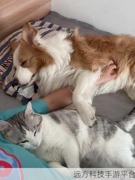 猫猫狗狗一起玩最新版来袭，吸猫逗狗乐趣无限