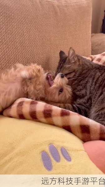猫猫狗狗一起玩最新版来袭,吸猫逗狗乐趣无限