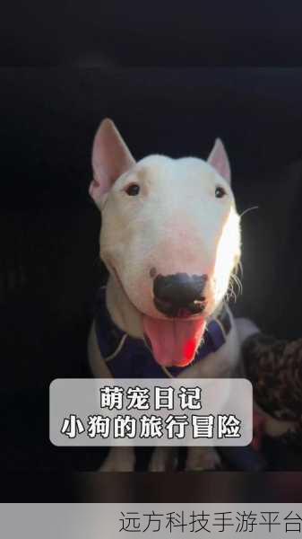 探索狗狗的奇妙世界,狗的生活——一场有趣的宠物饲养冒险之旅