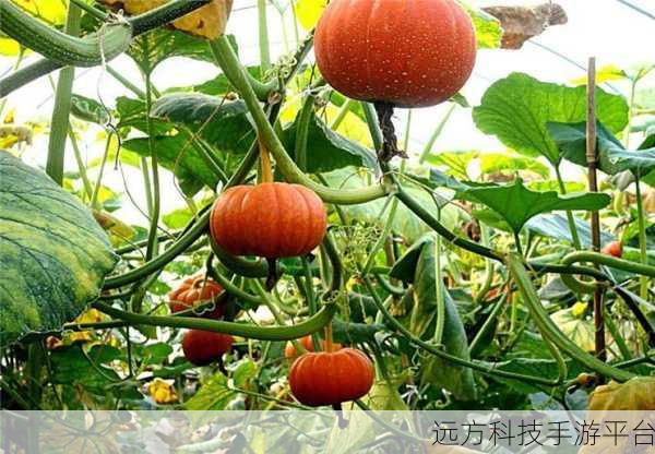 南瓜碰碰碰，合成消除新体验，欢乐无限下载中