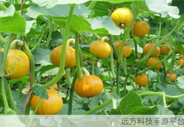 南瓜碰碰碰,合成消除新体验,欢乐无限下载中