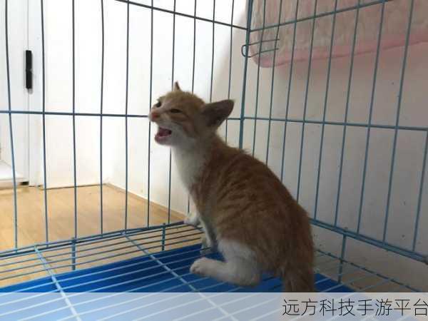 神奇的猫救援,一场趣味与情感交织的冒险之旅