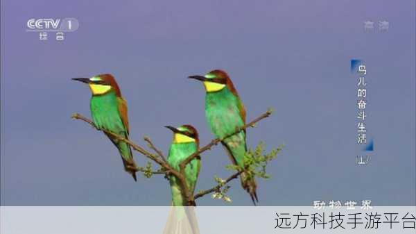 孤独之旅,鸟儿相伴,探索孤独的鸟儿休闲益智新境界