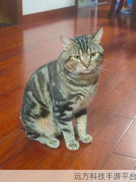 猫咪拼拼乐，萌宠消除新体验，闯关乐趣无极限