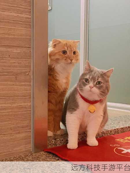 猫咪拼拼乐,萌宠消除新体验,闯关乐趣无极限