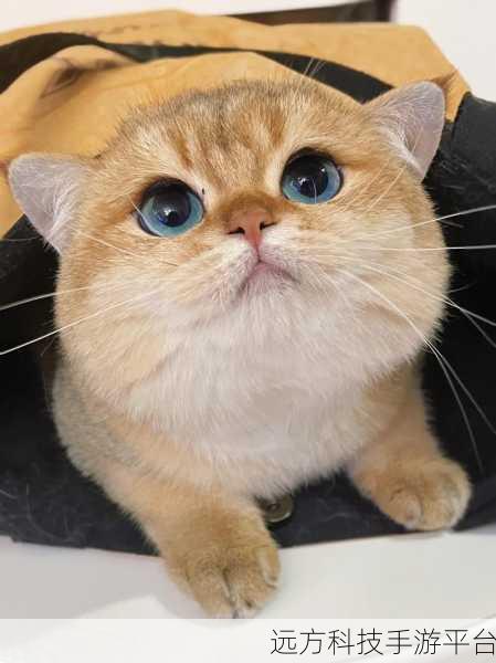 猫咪健身房，打造你的萌宠商业帝国，下载体验商业模拟新乐趣