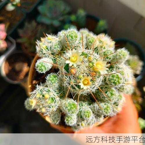 口袋植物，绿意盎然的休闲时光，轻松下载即刻享受