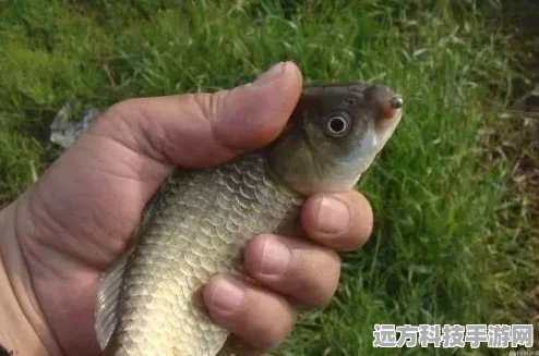 原神果酿饵钓花鳉鱼点全攻略