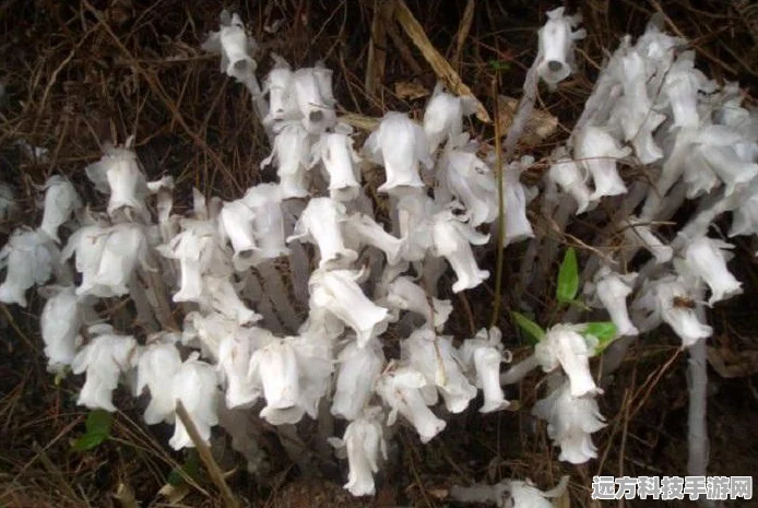 口袋妖怪叶绿版深度探索，幽灵塔通关全攻略