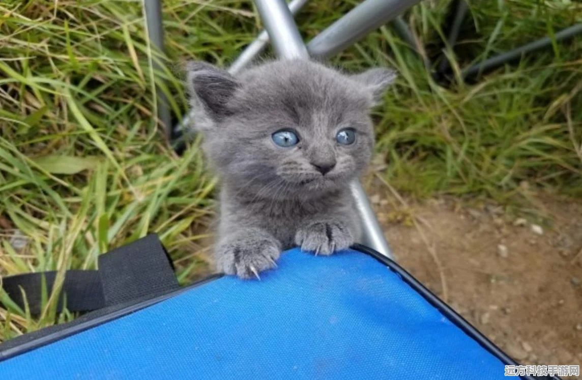 小猫钓鱼手机版来袭，尽享悠闲垂钓乐趣