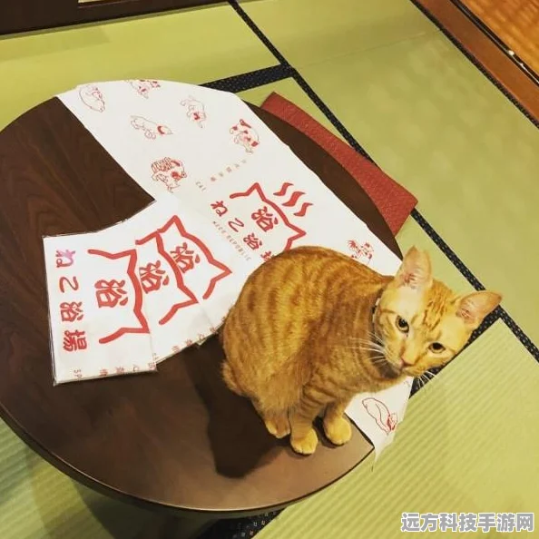 猫汤物语免费开放，打造你的梦幻猫咪咖啡馆