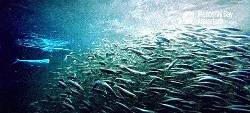 口袋妖怪浅海探险，解锁神秘海域的奇幻之旅