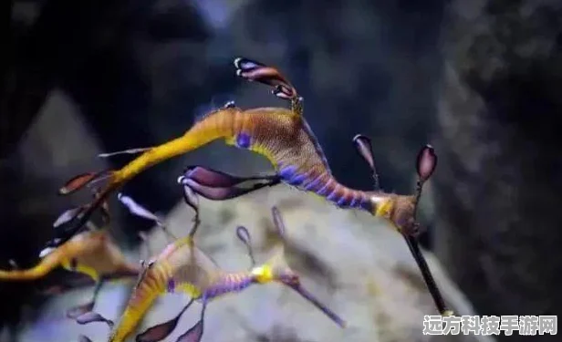 口袋妖怪浅海探险，解锁神秘海域的奇幻之旅