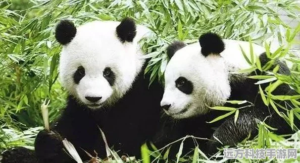 寻道大千珍稀萌宠熊猫团团，解锁获取新攻略！
