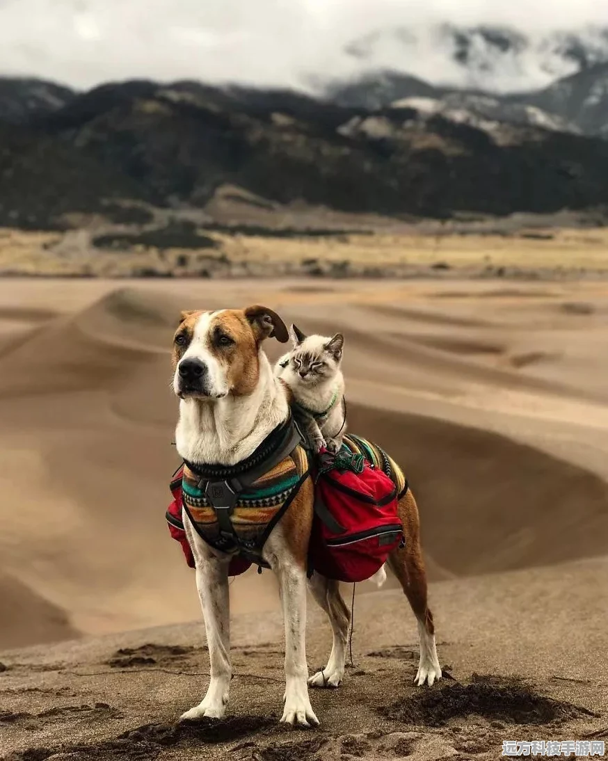 原神探索之旅，亮灰猎犬捕捉秘籍全公开