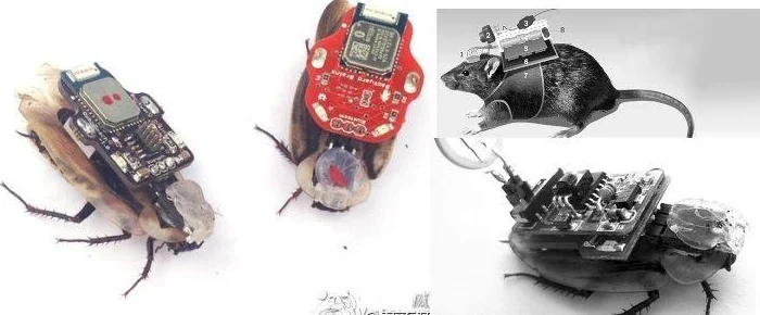 动物大联盟55级武器获取全攻略