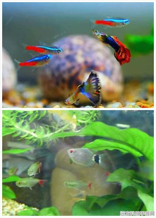 梦幻西游三维版孔雀妖宠物深度解析，版本最强宠物花落谁家？