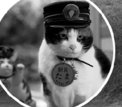 小森生活，萌宠猫咪入驻家园，打造温馨养猫日常