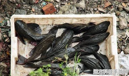 经典再现！鱼吃鱼秒杀辅助安卓版，吞噬冒险之旅等你来战