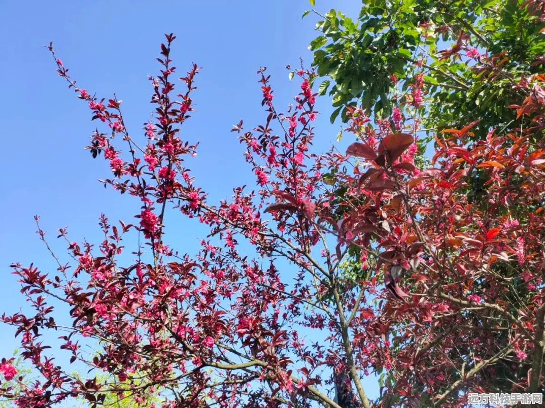 碧蓝航线夏活A2全攻略，光与影的鸢尾之华A2深度剖析