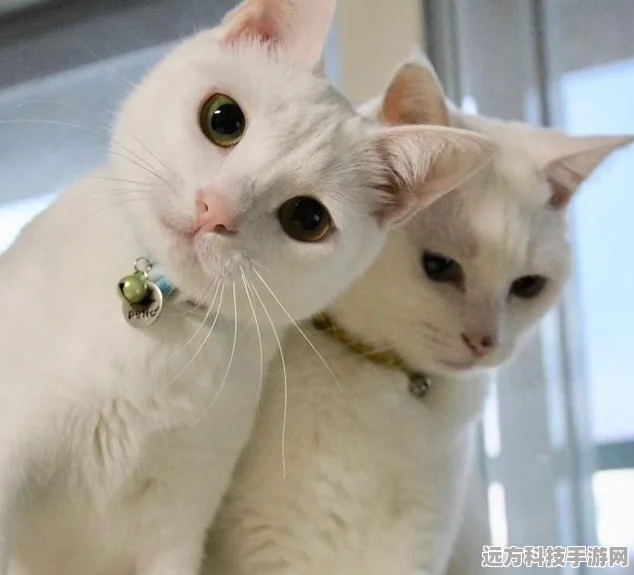 把自己藏起来，一场心跳加速的躲猫猫冒险之旅
