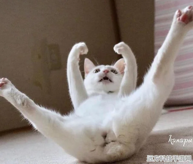 把自己藏起来，一场心跳加速的躲猫猫冒险之旅