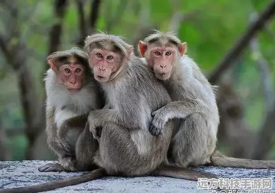 动物庇护所新版本上线，自由玩法与流畅画质打造全新模拟经营体验