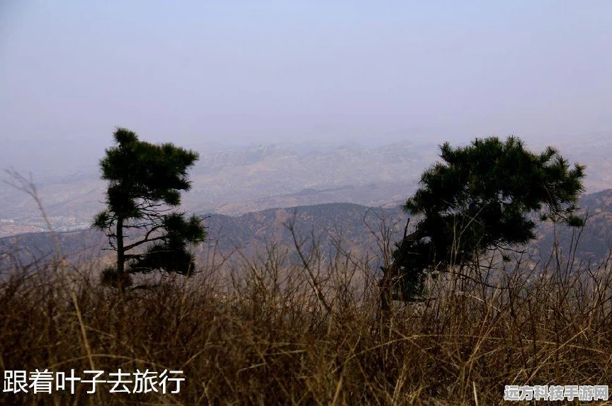 云顶之弈，野性3法阵容深度解析与推荐