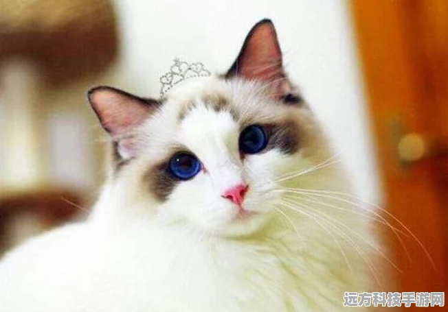 小森生活猫咪选美大赛全攻略，打造你的喵界明星