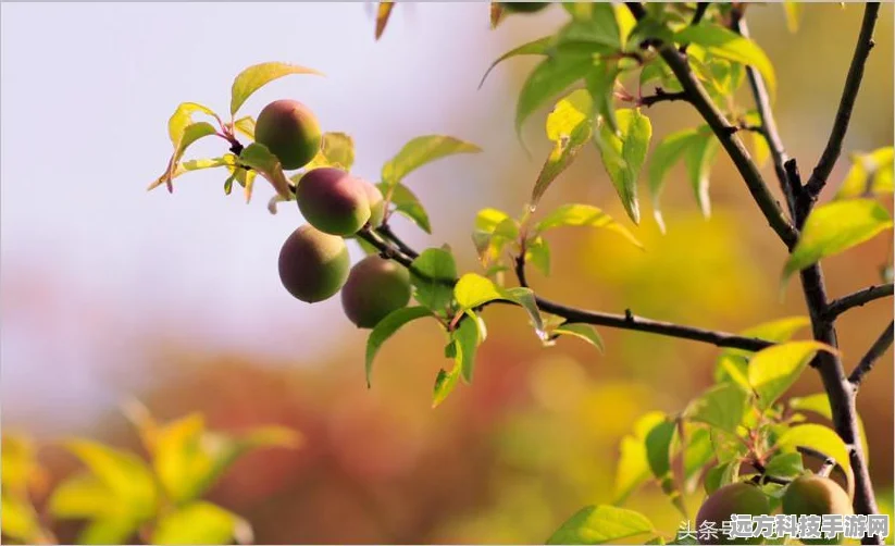 光遇樱花树凋零之谜，何时悄然离去？
