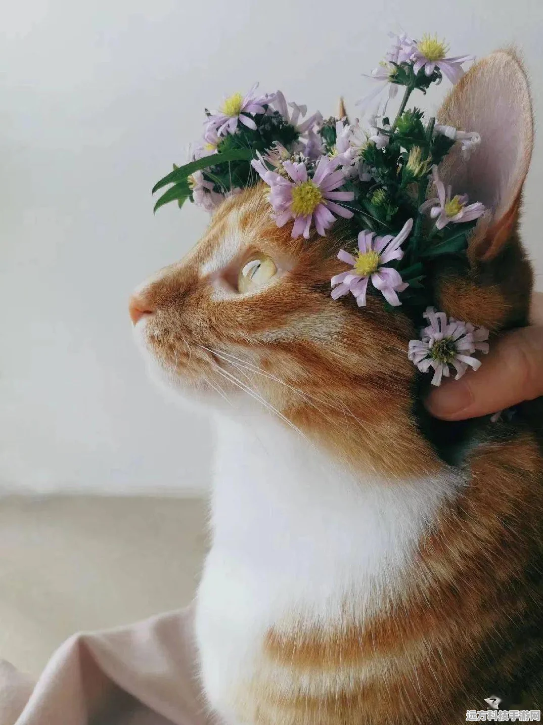 猫猫爱消除，萌宠相伴，轻松消除乐无边