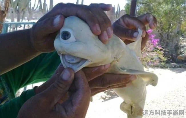 创造与魔法，揭秘鲨鱼坐标，征服海洋的秘诀