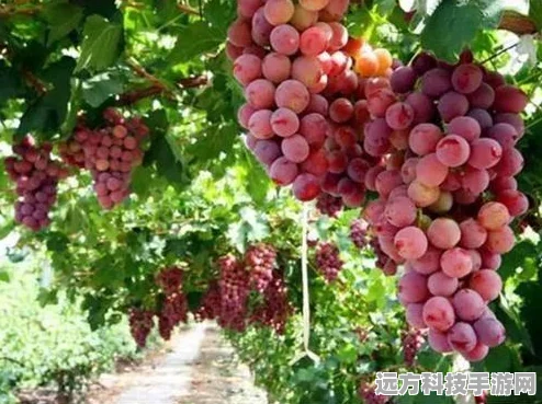 摩尔庄园珍稀生物揭秘，琵琶鱼的奇妙世界