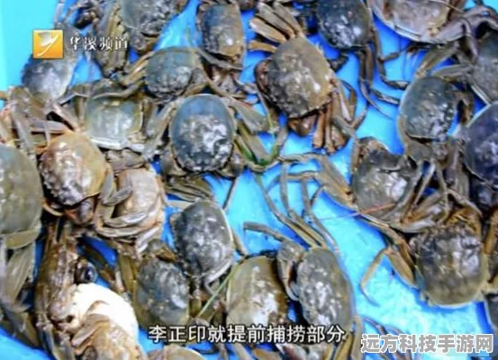 最后的收成手机版来袭，打造你的梦幻农场，享受趣味经营之旅