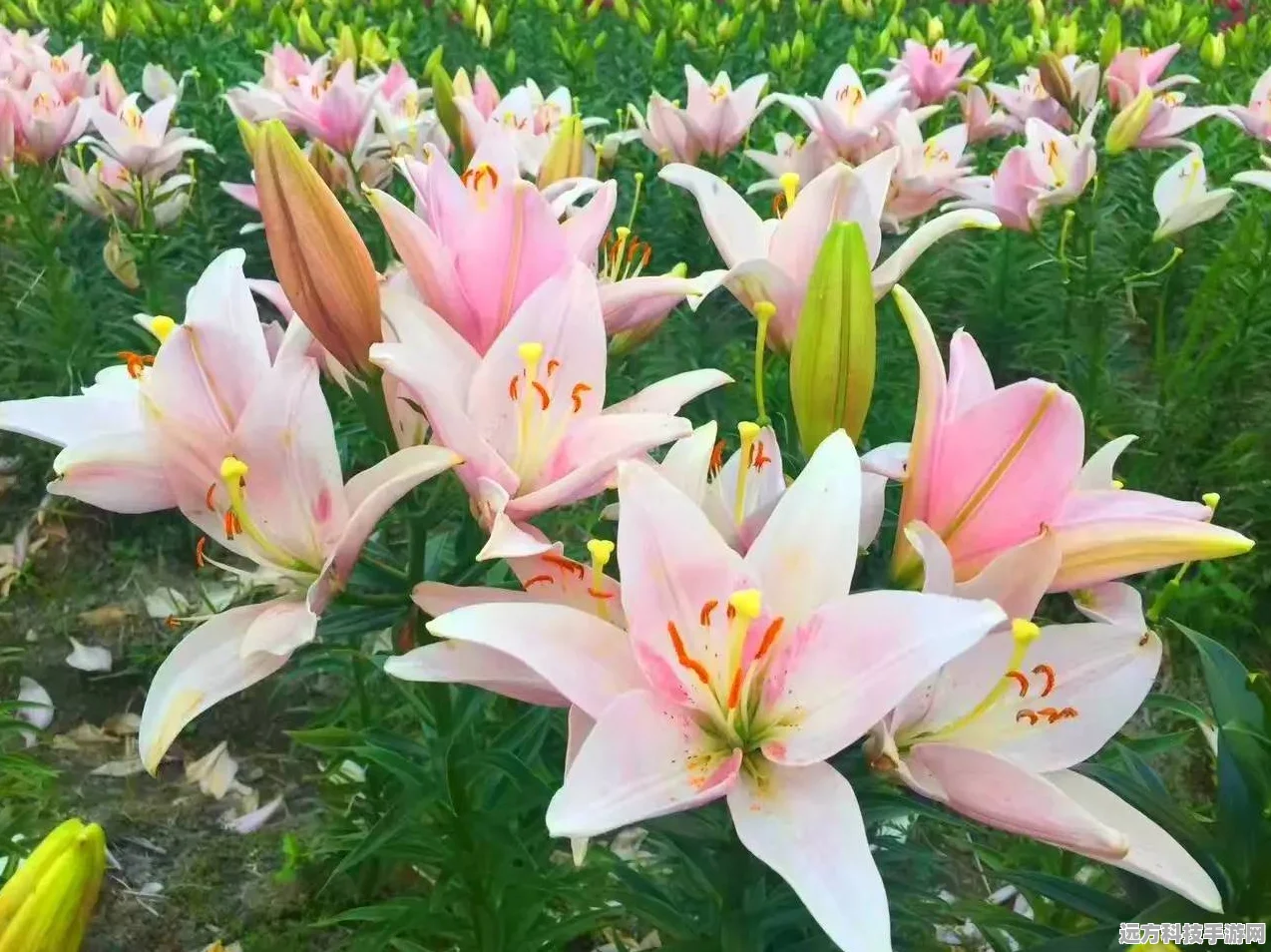 粉色浪漫绽放，桃源深处有人家粉色百合花获取秘籍