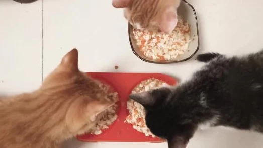 怪物猎人崛起，猫咪专属食谱大揭秘，打造最强猫饭攻略