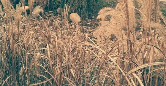 悟空重生，踏上小羊哥黑神话的奇幻征途